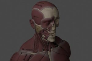 《人体解剖拼图》Human Anatomy Puzzle